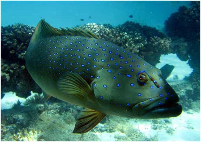 Coral Trout © Philippa Mantel